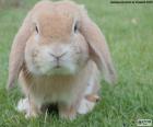 Mini Lop tavşanı